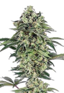 Banana Autoflower Cannabis Seeds