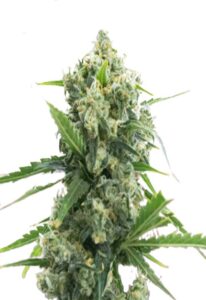 Banana Kush Autoflower Cannabis Seeds