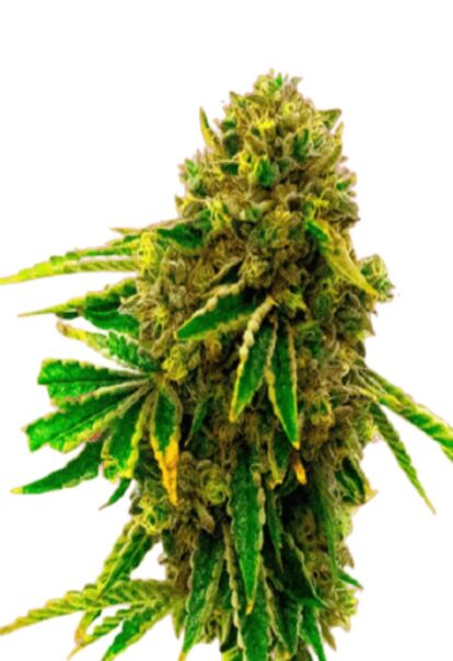 Banana Kush Feminized Cannabis Seeds