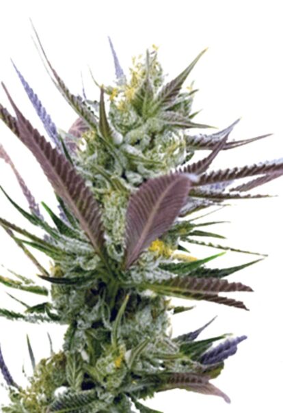 Banana Punch Feminized Cannabis Seeds