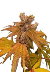 Banana Sundae Feminized Cannabis Seeds