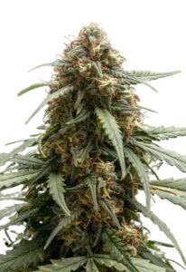 Berry Autoflower Cannabis Seeds