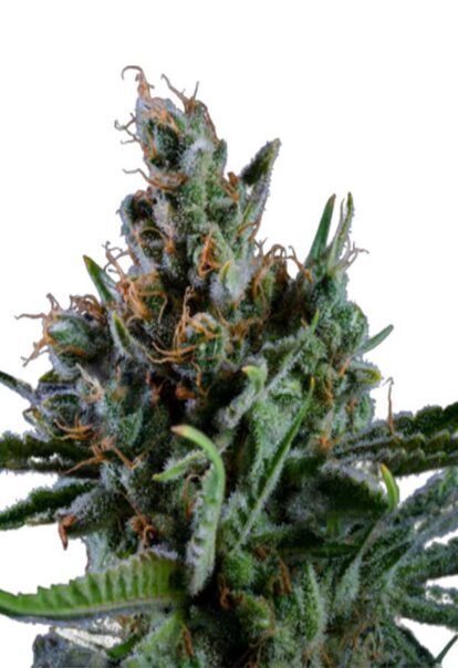 Big Bang Feminized Cannabis Seeds