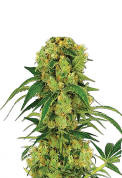 Big Bud Fast Version