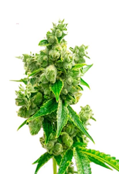 Big Bud Feminized Cannabis Seeds