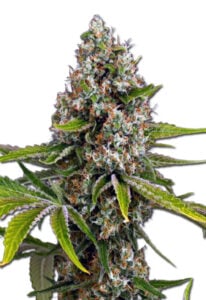 Black Cherry OG Feminized Cannabis Seeds