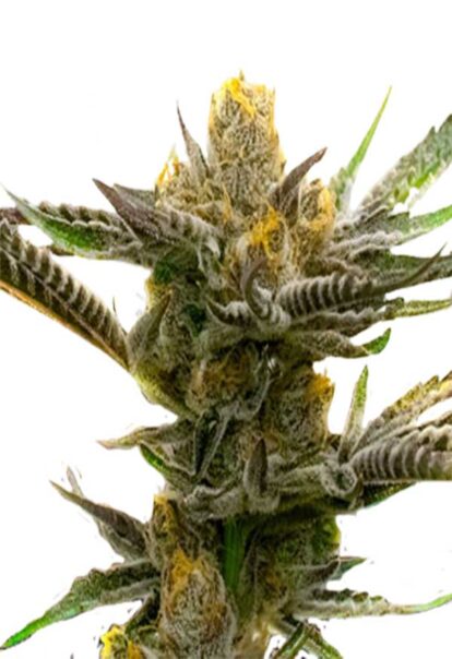 Black Demon OG Feminized Cannabis Seeds