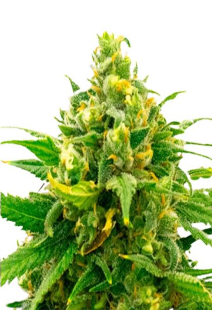 Black Domina Feminized Cannabis Seeds