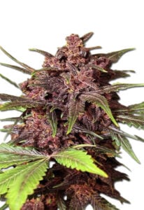 Black Haze Regular Cannabis Seeds