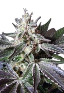 Black Cadillac Autoflower Cannabis Seeds