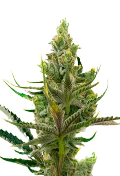 Black Widow Feminized Cannabis Seeds