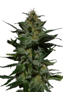 Blackberry Autoflower Cannabis Seeds