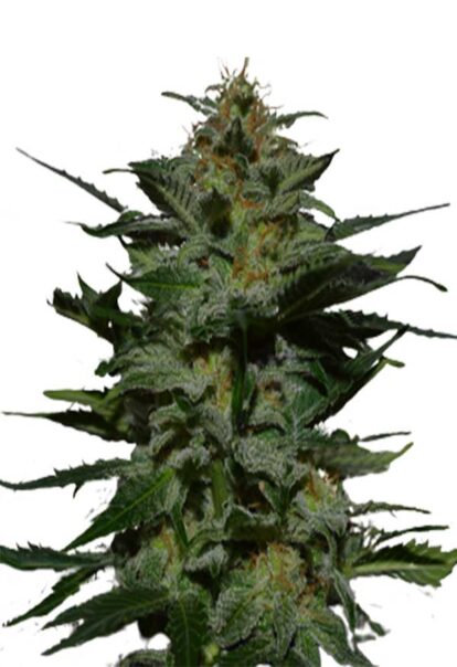 Blackberry AutoFlower Cannabis Seeds