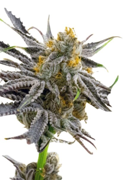 Blood Diamond OG Feminized Cannabis Seeds