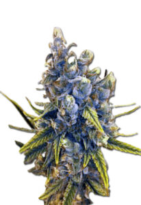 Blood Orange Kush Feminized Cannabis Seeds