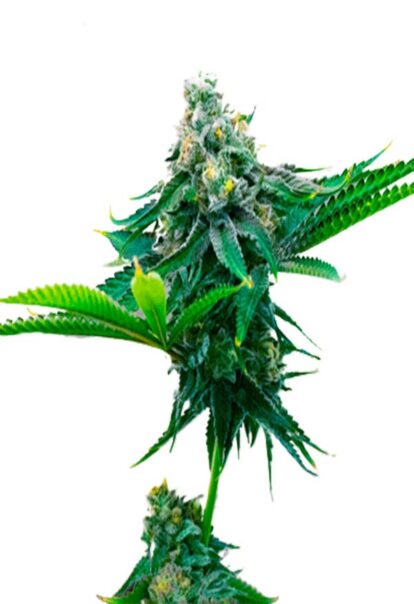 Blue Amnesia Autoflower Cannabis Seeds