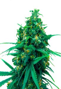 Blue Cheese Autoflower Cannabis Seeds