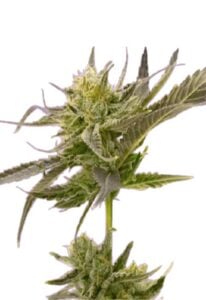 Blue Fruit Autoflower Cannabis Seeds