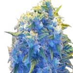 Blue Haze Feminized Cannabis Seeds