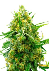 Blue Headband Feminized Cannabis Seeds