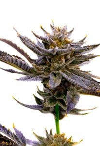 Blueberry Autoflower Cannabis Seeds