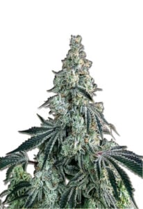 Bonkers Feminized Cannabis Seeds