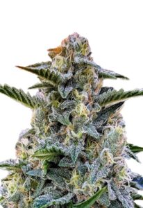 Bruce Banner Regular Cannabis Seeds