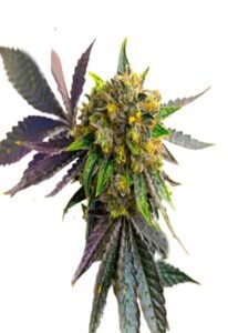 Bubba Kush Autoflower Cannabis Seeds