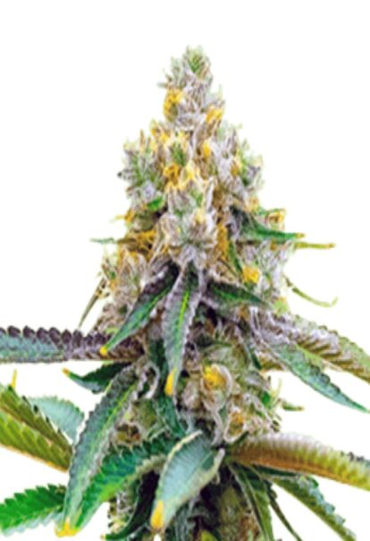 Bubblegum Haze Feminized Cannabis Seeds