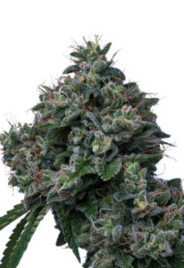 Butter OG Autoflower Cannabis Seeds