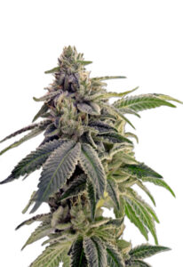 CBD Candyland Cannabis Seeds