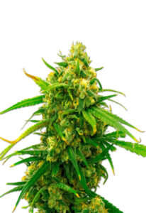 CBD Critical Mass Cannabis Seeds