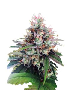 CBD God Regular Cannabis Seeds