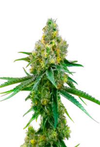 CBD Harlequin (1:1) Cannabis Seeds