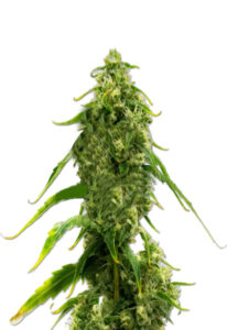 CBD Harlequin Kimbo Kush Fast Version Cannabis Seeds