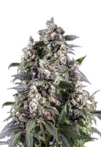 Cafe Racer Autoflower Cannabis Seeds