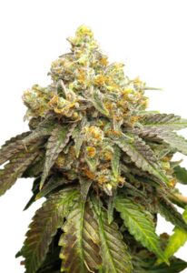 Cake Batter Feminized Cannabis Seeds