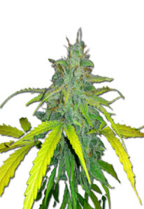 California Orange Autoflower Cannabis Seeds