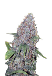 Candy Haze Feminized Cannabis Seeds