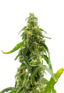 Candyland Peyote Feminized Cannabis Seeds