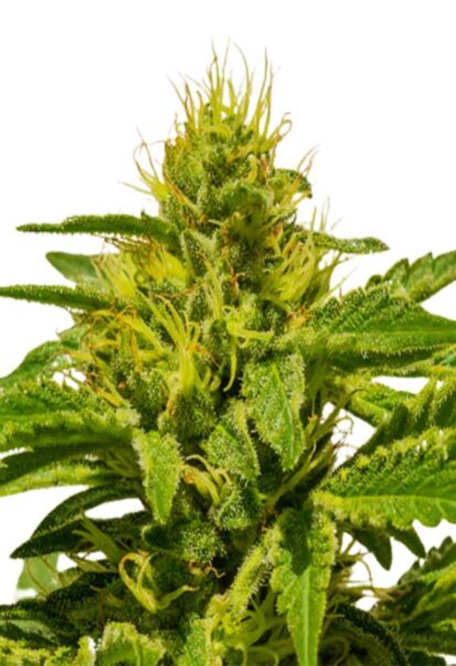 Cataract Kush Feminized Cannabis Seeds 1