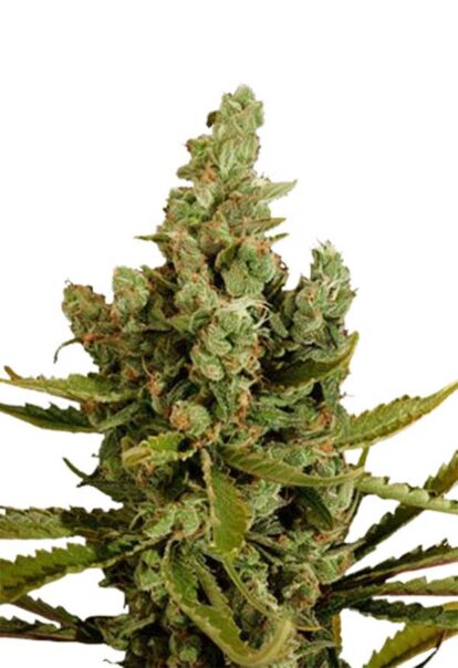 Cheese Autoflower Cannabis Seeds