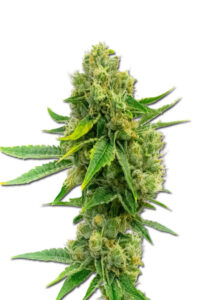 Cheese Diesel Feminized Cannabis Seeds