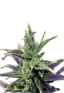 Cherry Blossom Feminized Cannabis Seeds