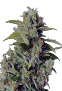 Cherry Kush Autoflower Cannabis Seeds