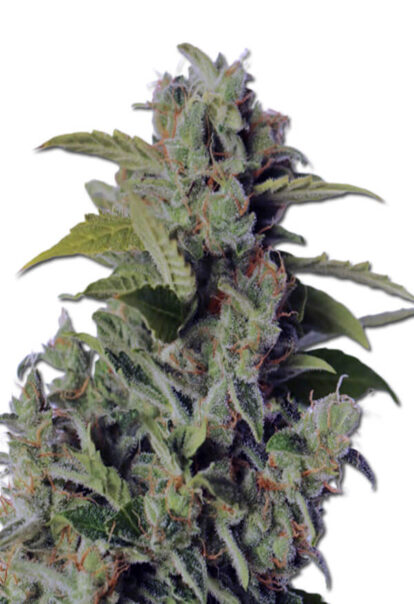 Cherry Kush Autoflowering Cannabis Seeds