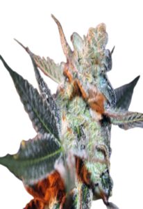 Cherry Lemonade Feminized Cannabis Seeds