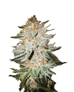 Cherry Punch Feminized Cannabis Seeds