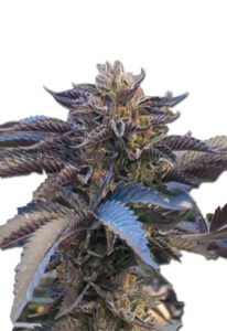 Chocolate Gelato Feminized Cannabis Seeds