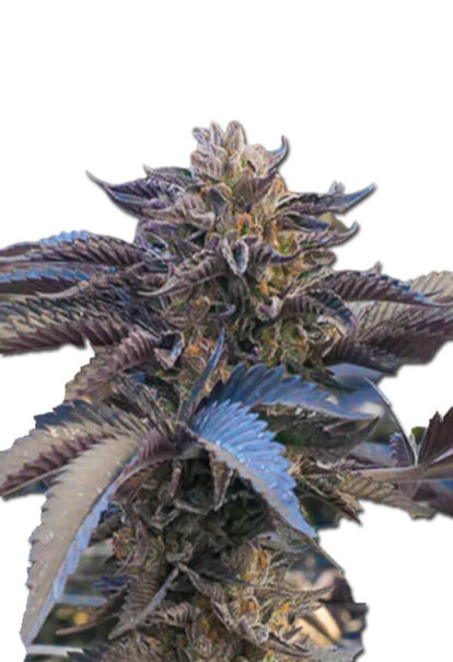 Chocolate Gelato Feminized